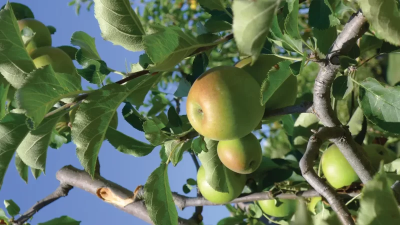 Disaster declaration aims to help growers after April freeze